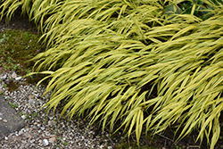 Golden Variegated Hakone Grass (Hakonechloa macra 'Aureola') at Thies Farm & Greenhouses