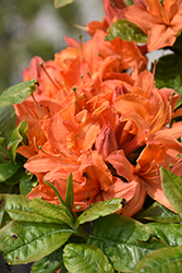 Mandarin Lights Azalea (Rhododendron 'Mandarin Lights') at Thies Farm & Greenhouses