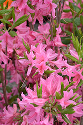 Northern Lights Azalea (Rhododendron 'Northern Lights') at Thies Farm & Greenhouses