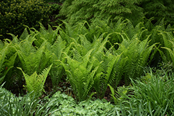 Ostrich Fern (Matteuccia struthiopteris) at Thies Farm & Greenhouses