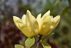 Yellow Bird Magnolia (Magnolia 'Yellow Bird') at Thies Farm & Greenhouses