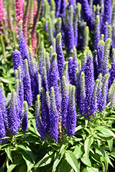 Royal Candles Speedwell (Veronica spicata 'Royal Candles') at Thies Farm & Greenhouses