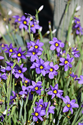 Lucerne Blue-Eyed Grass (Sisyrinchium angustifolium 'Lucerne') at Thies Farm & Greenhouses