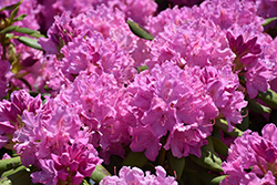 Roseum Elegans Rhododendron (Rhododendron catawbiense 'Roseum Elegans') at Thies Farm & Greenhouses