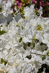 Girard's Pleasant White Azalea (Rhododendron 'Girard's Pleasant White') at Thies Farm & Greenhouses