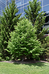 Vanessa Parrotia (Parrotia persica 'Vanessa') at Thies Farm & Greenhouses