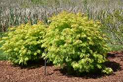 Lemony Lace Elder (Sambucus racemosa 'SMNSRD4') at Thies Farm & Greenhouses