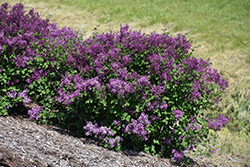 Bloomerang Dark Purple Lilac (Syringa 'SMSJBP7') at Thies Farm & Greenhouses