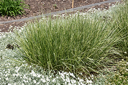 Variegated Reed Grass (Calamagrostis x acutiflora 'Overdam') at Thies Farm & Greenhouses