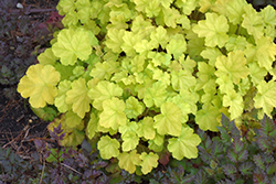 Primo Pretty Pistachio Coral Bells (Heuchera 'Pretty Pistachio') at Thies Farm & Greenhouses
