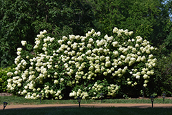 Limelight Hydrangea (Hydrangea paniculata 'Limelight') at Thies Farm & Greenhouses