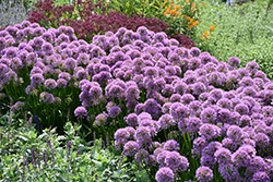 Millenium Ornamental Onion (Allium 'Millenium') at Thies Farm & Greenhouses
