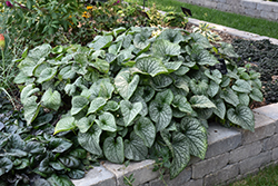 Alexander's Great Bugloss (Brunnera macrophylla 'Alexander's Great') at Thies Farm & Greenhouses