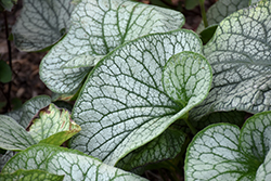Alexander's Great Bugloss (Brunnera macrophylla 'Alexander's Great') at Thies Farm & Greenhouses