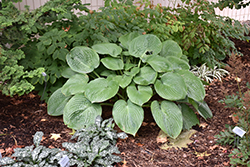 Humpback Whale Hosta (Hosta 'Humpback Whale') at Thies Farm & Greenhouses