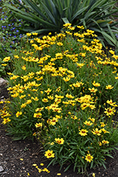 Sunkiss Tickseed (Coreopsis grandiflora 'SunKiss') at Thies Farm & Greenhouses