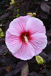 Starry Starry Night Hibiscus (Hibiscus 'Starry Starry Night') at Thies Farm & Greenhouses