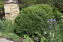 Green Gem Boxwood (Buxus 'Green Gem') at Thies Farm & Greenhouses