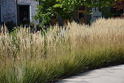 Karl Foerster Reed Grass (Calamagrostis x acutiflora 'Karl Foerster') at Thies Farm & Greenhouses