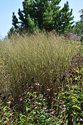 Heavy Metal Blue Switch Grass (Panicum virgatum 'Heavy Metal') at Thies Farm & Greenhouses