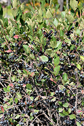 Black Chokeberry (Aronia melanocarpa) at Thies Farm & Greenhouses