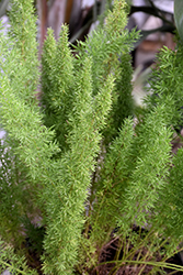 Myers Foxtail Fern (Asparagus densiflorus 'Myers') at Thies Farm & Greenhouses