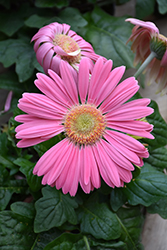 Pink Gerbera Daisy (Gerbera 'Pink') at Thies Farm & Greenhouses