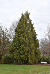 Weeping Nootka Cypress (Chamaecyparis nootkatensis 'Pendula') at Thies Farm & Greenhouses