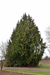 Blue Nootka Cypress (Chamaecyparis nootkatensis 'Glauca') at Thies Farm & Greenhouses