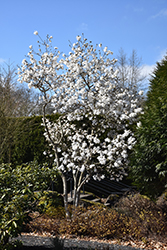 Star Magnolia (Magnolia stellata) at Thies Farm & Greenhouses