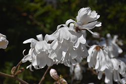 Star Magnolia (Magnolia stellata) at Thies Farm & Greenhouses