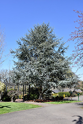 Blue Atlas Cedar (Cedrus atlantica 'Glauca') at Thies Farm & Greenhouses