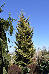 Skylands Golden Spruce (Picea orientalis 'Skylands') at Thies Farm & Greenhouses
