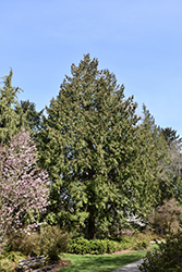 Western Arborvitae (Thuja plicata) at Thies Farm & Greenhouses