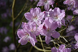 Royal Azalea (Rhododendron schlippenbachii) at Thies Farm & Greenhouses