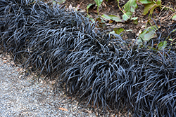 Black Mondo Grass (Ophiopogon planiscapus 'Nigrescens') at Thies Farm & Greenhouses