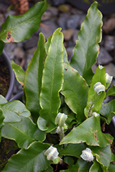 Hart's Tongue Fern (Phyllitis scolopendrium) at Thies Farm & Greenhouses