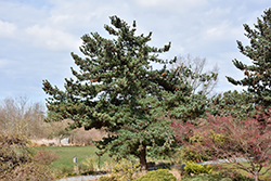 Blue Japanese Pine (Pinus parviflora 'Glauca') at Thies Farm & Greenhouses