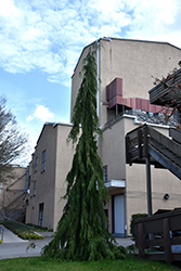 Green Arrow Nootka Cypress (Chamaecyparis nootkatensis 'Green Arrow') at Thies Farm & Greenhouses