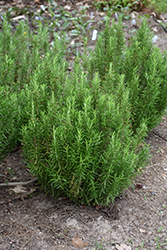 Barbeque Rosemary (Rosmarinus officinalis 'Barbeque') at Thies Farm & Greenhouses
