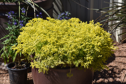 Lemon Coral Stonecrop (Sedum rupestre 'Lemon Coral') at Thies Farm & Greenhouses