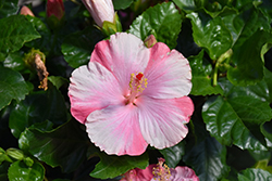 Tye-Dye Wind Hibiscus (Hibiscus rosa-sinensis 'Tye-Dye Wind') at Thies Farm & Greenhouses