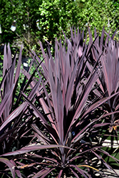 Bauer's Cordyline (Cordyline 'Baueri') at Thies Farm & Greenhouses