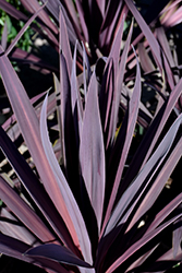 Bauer's Cordyline (Cordyline 'Baueri') at Thies Farm & Greenhouses