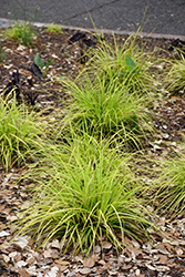 EverColor Everillo Japanese Sedge (Carex oshimensis 'Everillo') at Thies Farm & Greenhouses