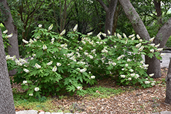 Oakleaf Hydrangea (Hydrangea quercifolia) at Thies Farm & Greenhouses