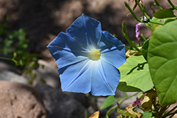 Heavenly Blue Morning Glory (Ipomoea tricolor 'Heavenly Blue') at Thies Farm & Greenhouses