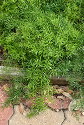 Sprengeri Asparagus Fern (Asparagus densiflorus 'Sprengeri') at Thies Farm & Greenhouses