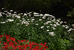 Brightside Shasta Daisy (Leucanthemum x superbum 'Brightside') at Thies Farm & Greenhouses