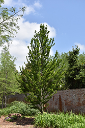 Peve Minaret Baldcypress (Taxodium distichum 'Peve Minaret') at Thies Farm & Greenhouses